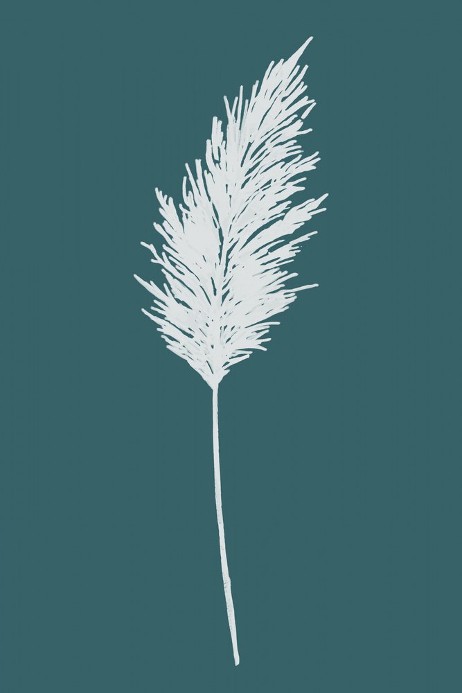 Elegante Pampasfeder von cartissi