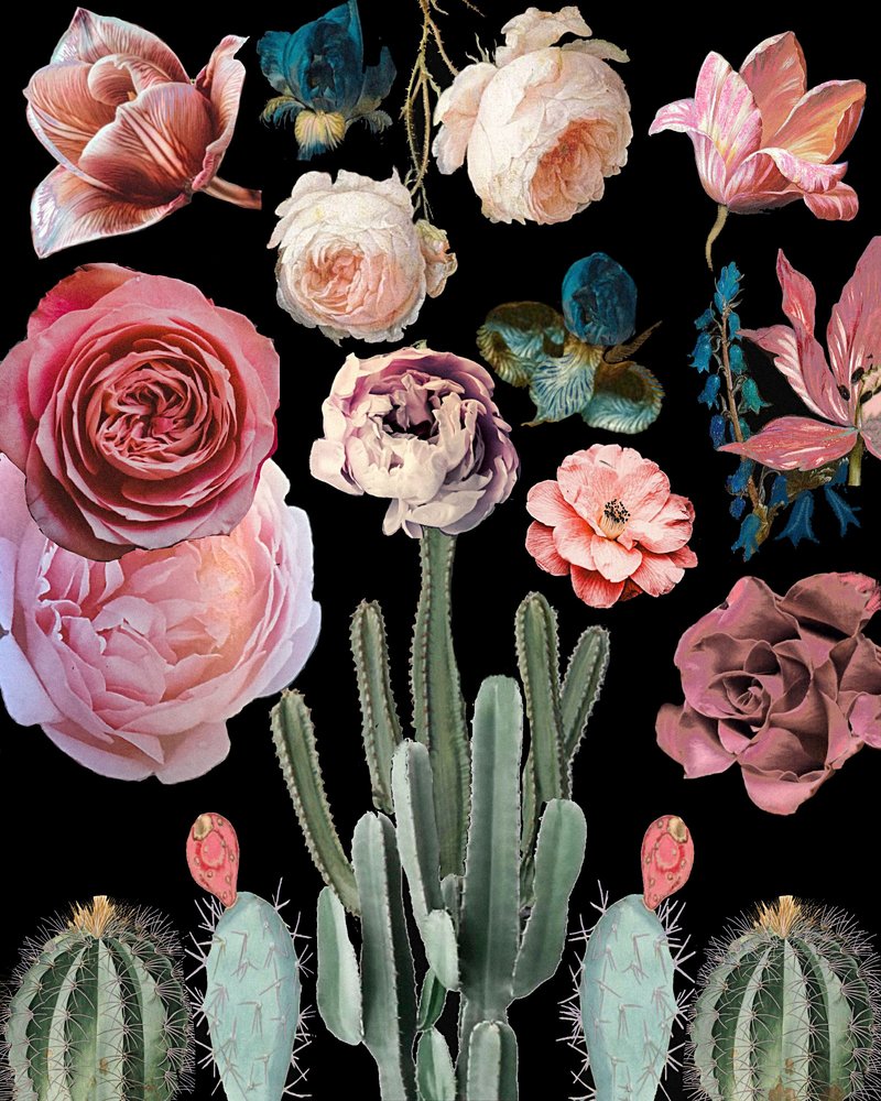 Kakteenblüten Botanisch von giovanna nicolo