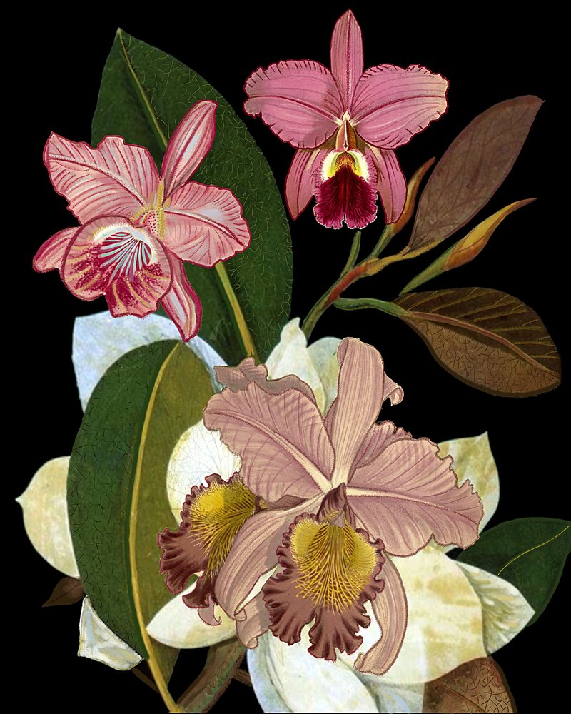 Elegante Rosa Orchideen von giovanna nicolo