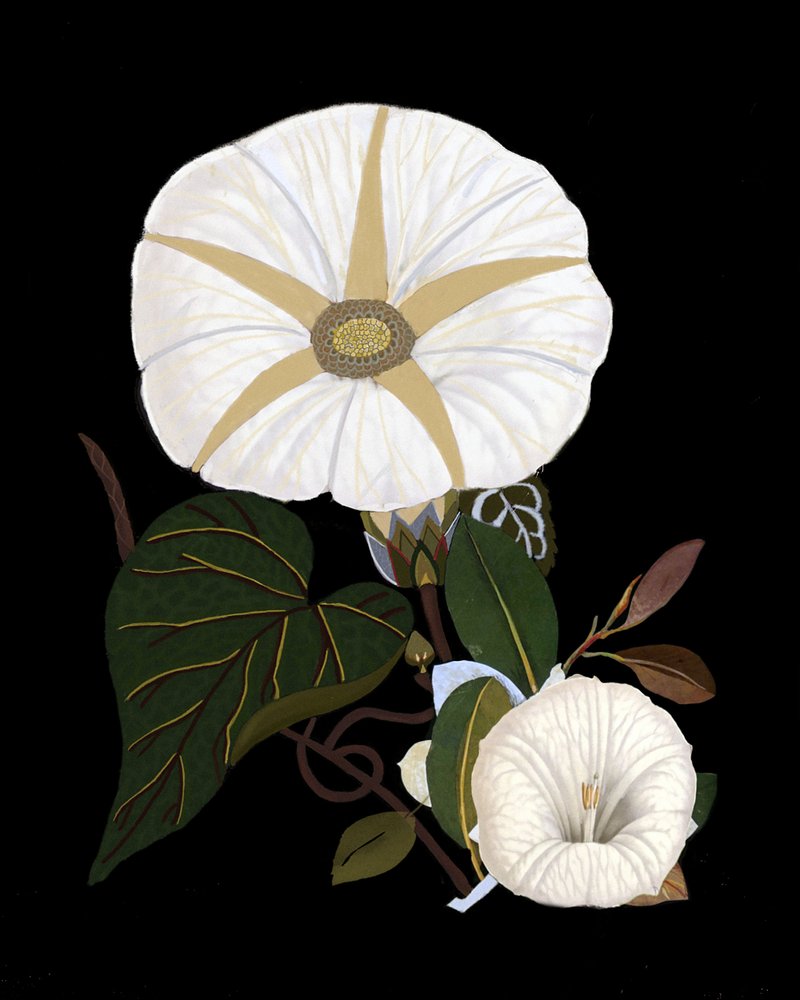 Elegante weiße Prunkwinden von giovanna nicolo