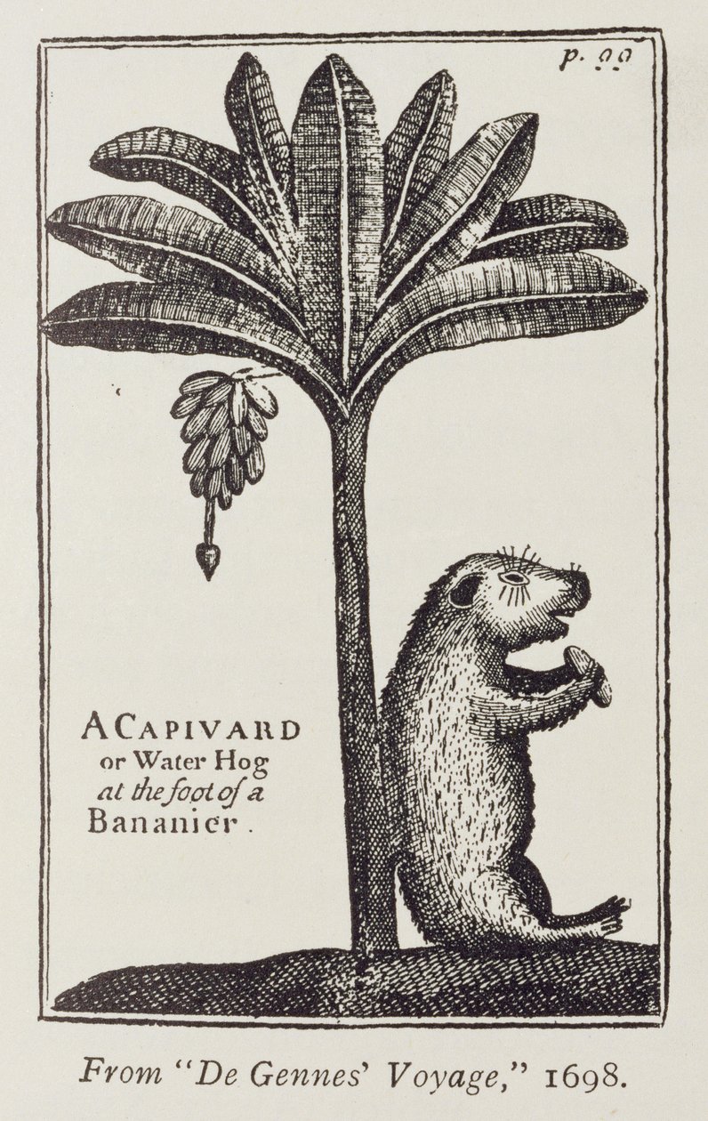 Ein Capivard oder Wasserschwein am Fuß eines Bananenbaums, aus de Gennes