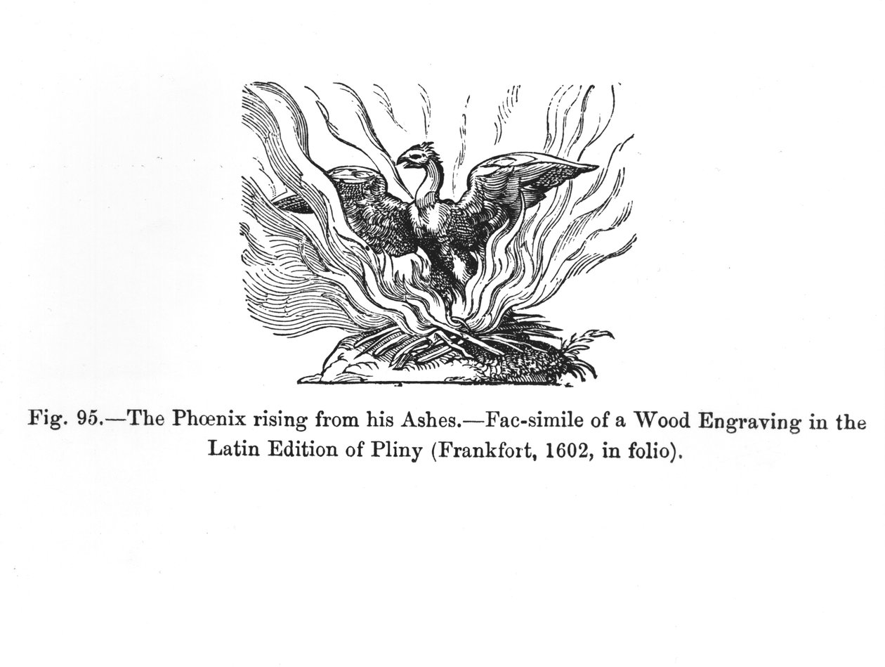 Der Phönix, der aus seiner Asche aufsteigt, aus einer lateinischen Ausgabe von Plinius, veröffentlicht in Frankfurt 1602, Illustration aus 