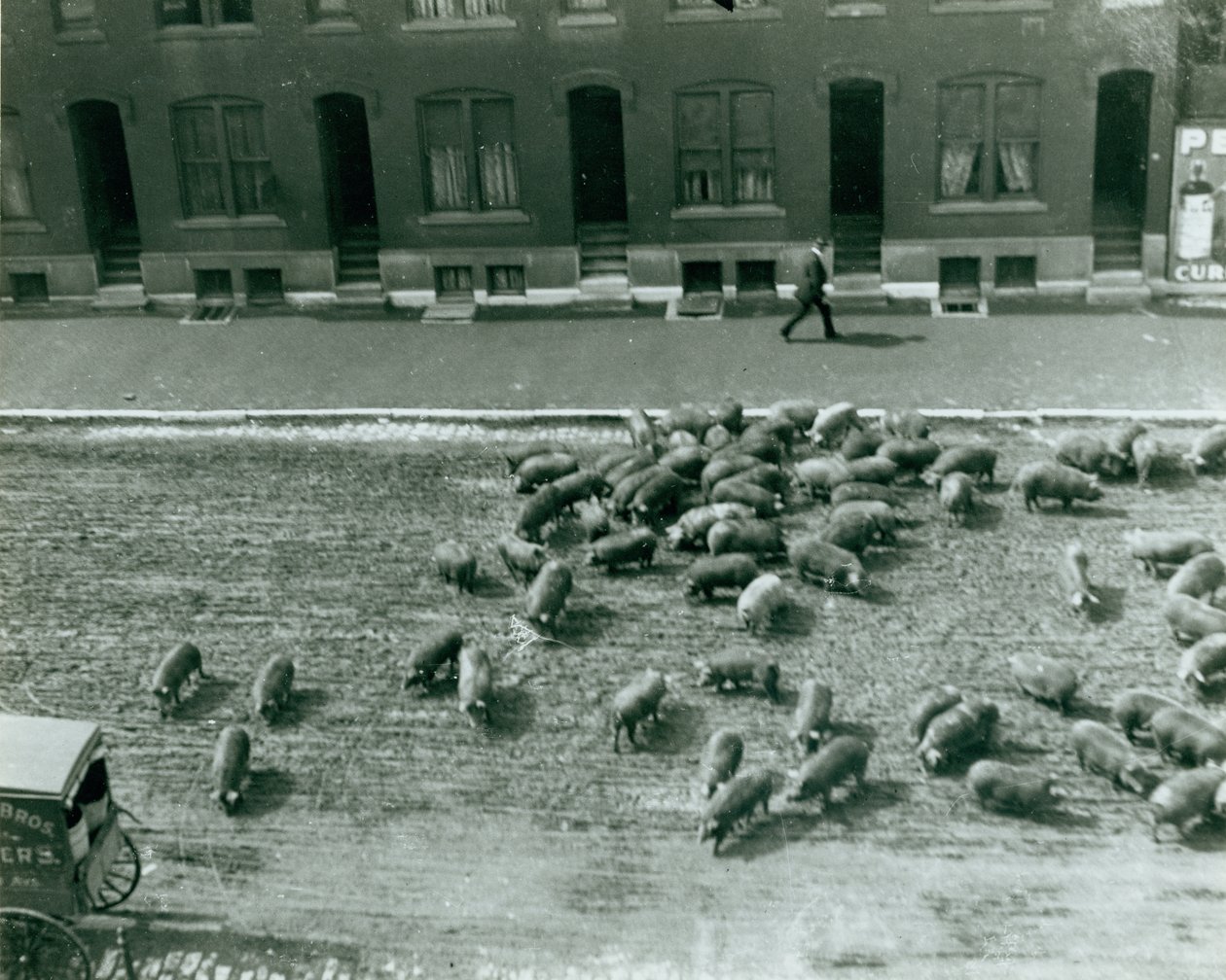 Schweine laufen auf der Straße an der Dreizehnten und Marktstraße von Unknown