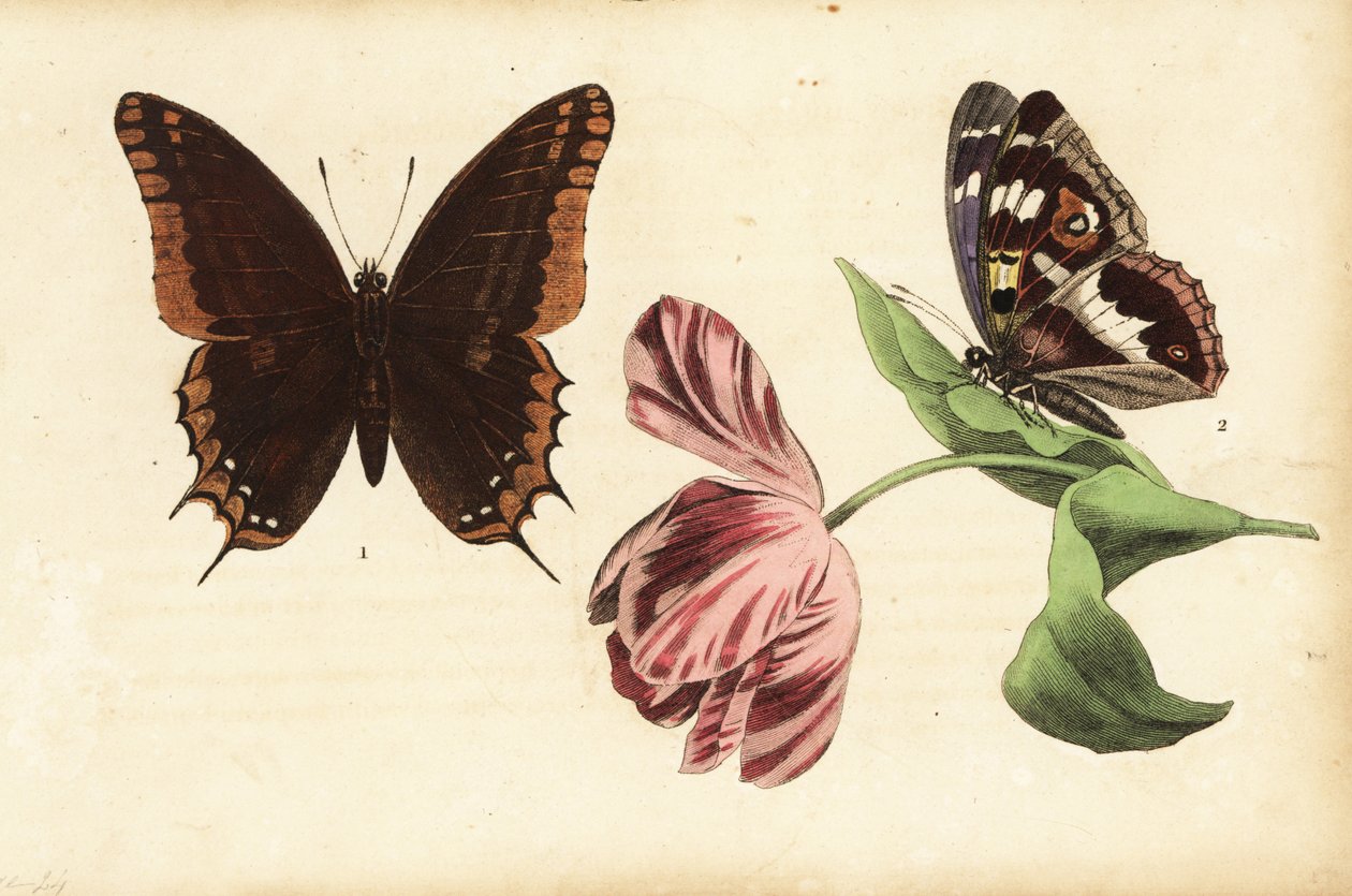 Zweischwänziger Fuchs, Charaxes jasius 1 und Großer Schillerfalter, Apatura iris 2, und Tulpe von Unknown