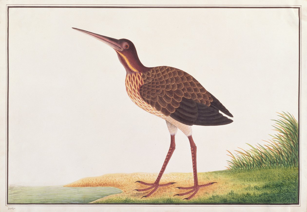 Schwarzer Reiher, aus Zeichnungen von Vögeln aus Malakka, ca. 1805-18 von Chinese School