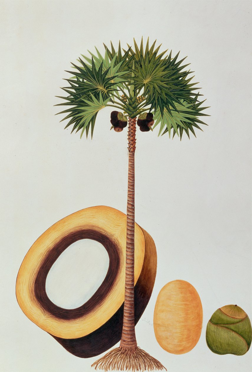 Booah Lontar oder Palmyra Borassus, aus Zeichnungen von Pflanzen aus Malakka, ca. 1805-18 von Chinese School