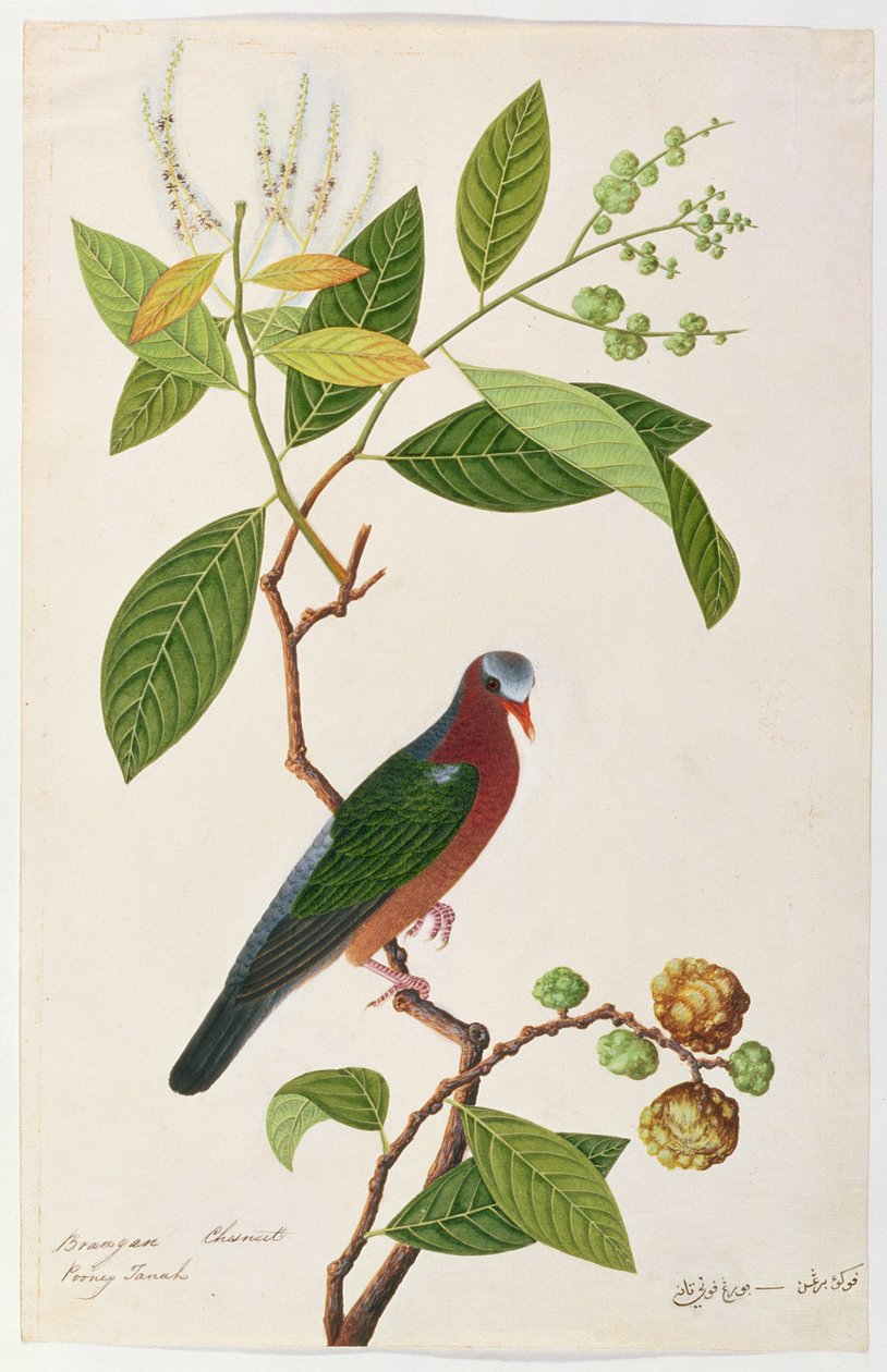 Brangan-Kastanie, Pooney Tanah, aus Zeichnungen von Vögeln aus Malakka, ca. 1805-18 von Chinese School