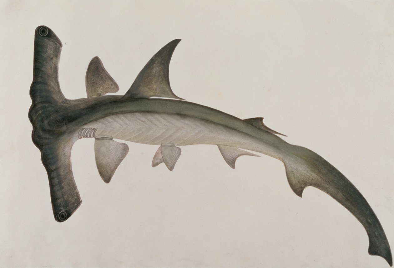 Eeoo Tando, aus Zeichnungen von Fischen von Malakka, ca. 1805-18 von Chinese School