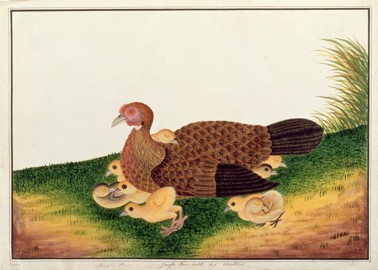 Dschungelhuhn mit ihren Küken, aus Zeichnungen von Vögeln aus Malakka, ca. 1805-18 von Chinese School
