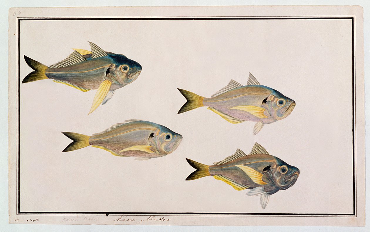 Kasee Madoo, aus Zeichnungen von Fischen aus Malakka, ca. 1805-18 von Chinese School