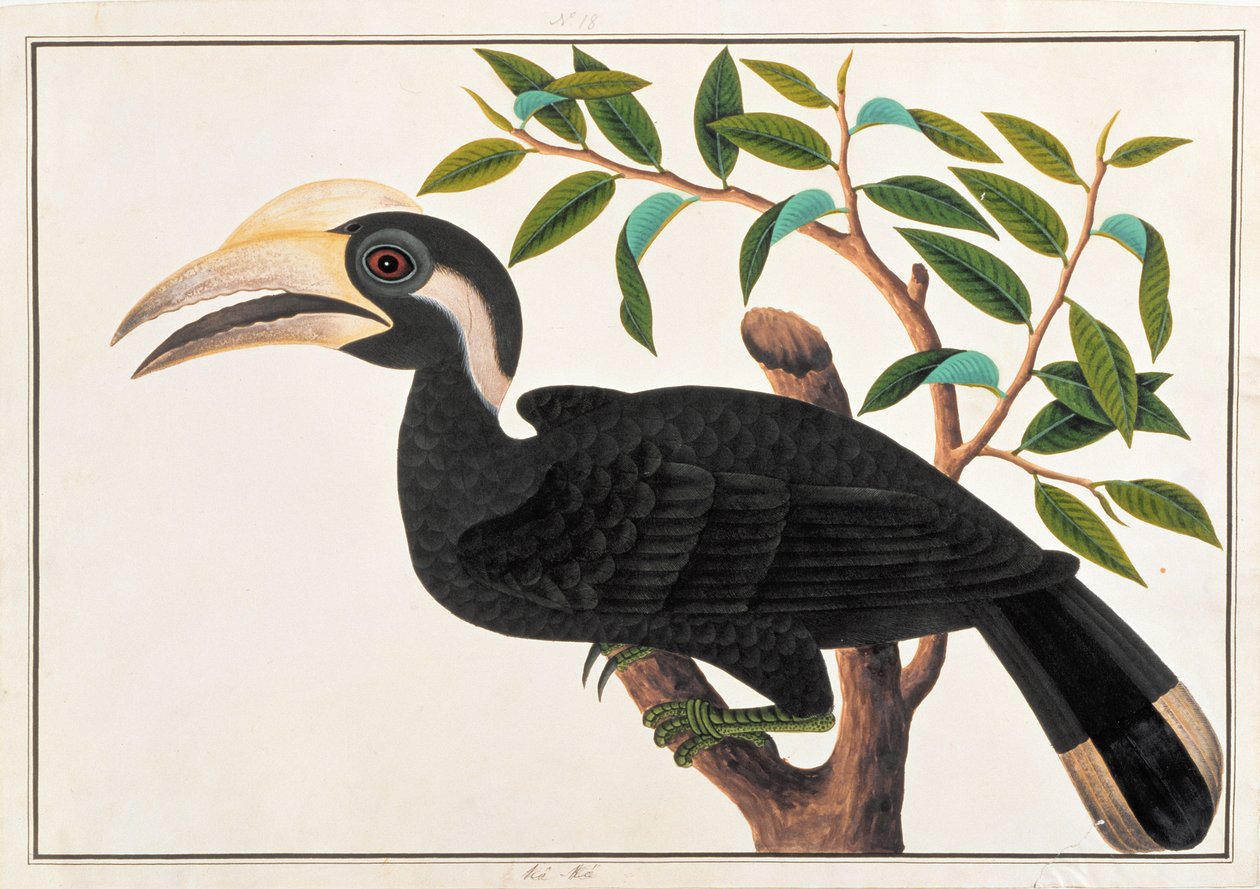 Ke-ke, aus Zeichnungen von Vögeln aus Malakka, ca. 1805-18 von Chinese School