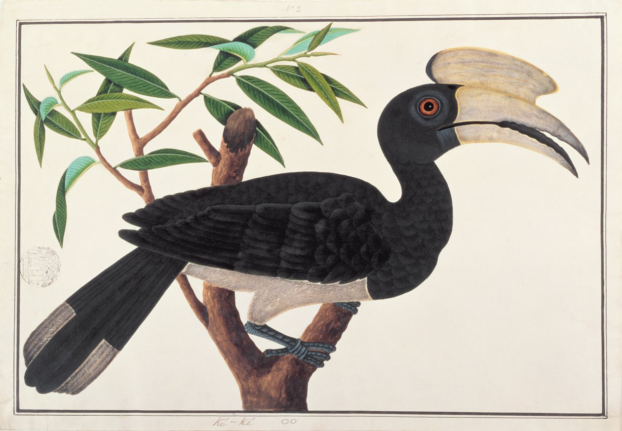 Ke-ke, aus Zeichnungen von Vögeln aus Malakka, ca. 1805-18 von Chinese School