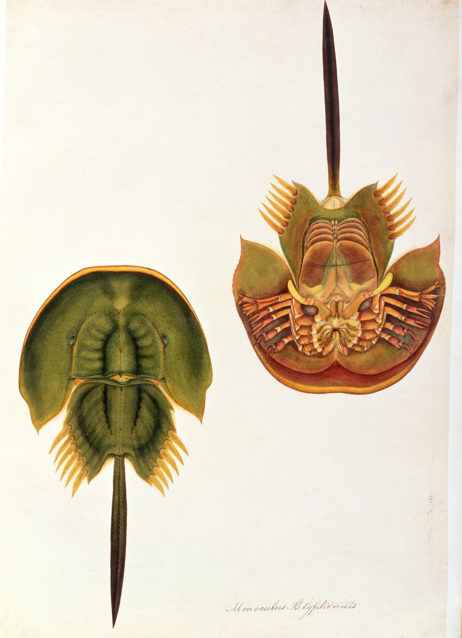 Monoculus Polyphemus, aus Zeichnungen von Tieren, Insekten und Reptilien aus Malakka, ca. 1805-18 von Chinese School