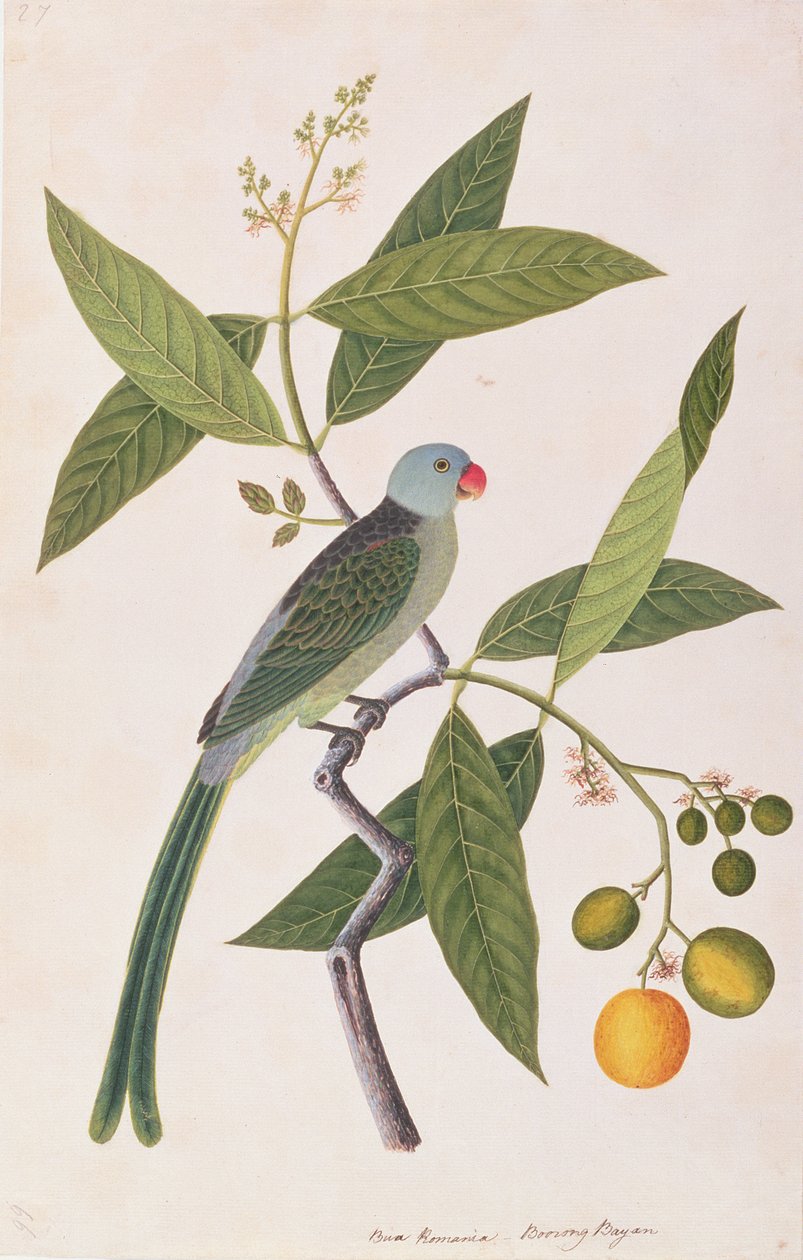 Sittich, aus Zeichnungen von Vögeln aus Malakka, ca. 1805-18 von Chinese School