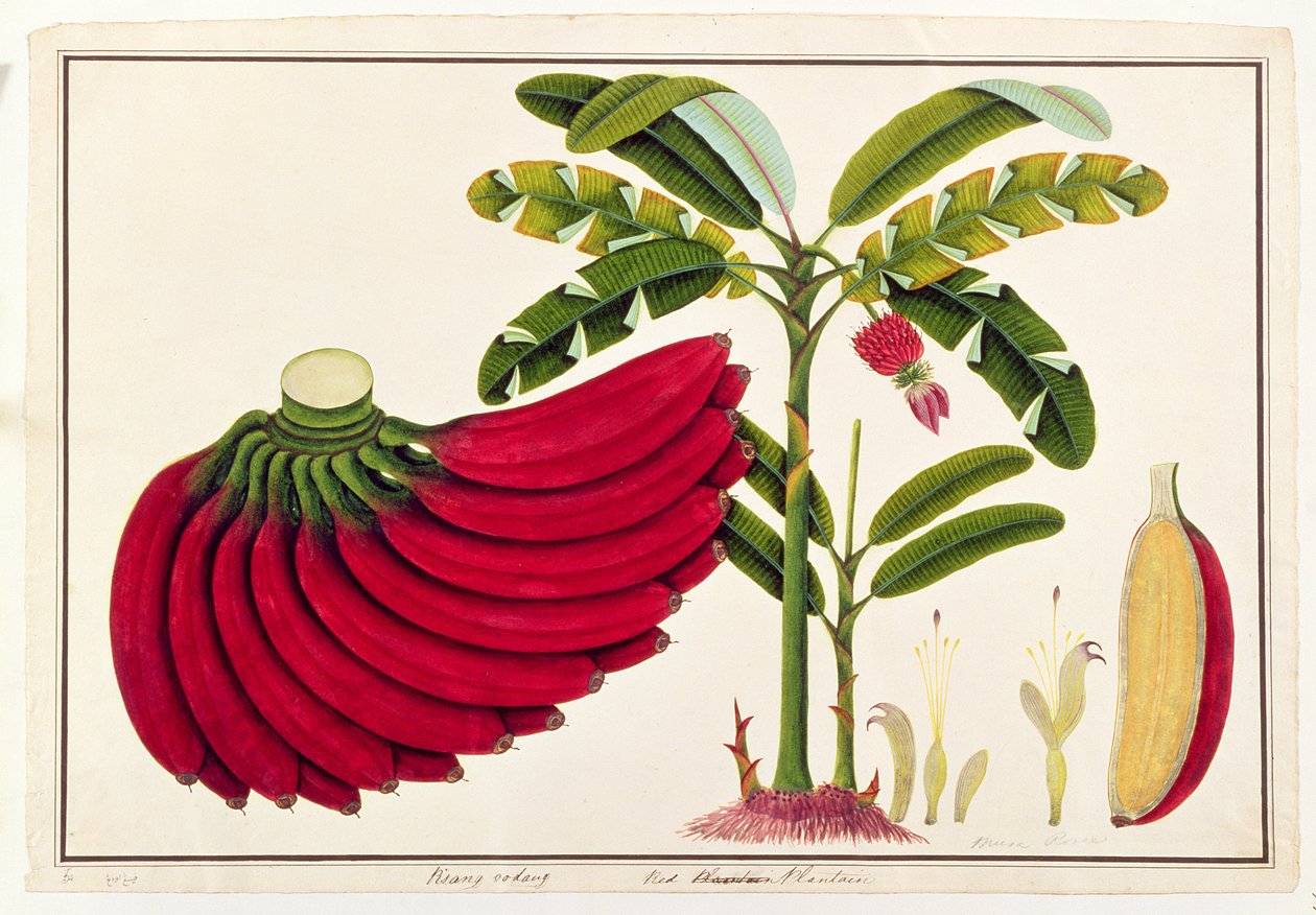Rote Kochbanane, Pisang oodang, aus Zeichnungen von Pflanzen aus Malakka, ca. 1805-18 von Chinese School