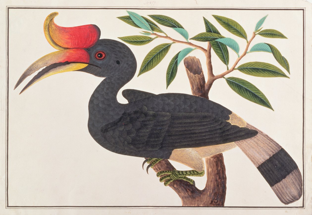 Nashornvogel, aus Zeichnungen von Vögeln aus Malakka, ca. 1805-18 von Chinese School