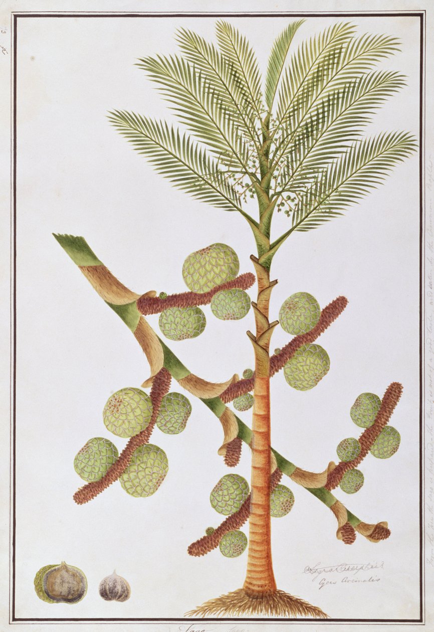 Sago, aus Zeichnungen von Pflanzen aus Malakka, ca. 1805-18 von Chinese School