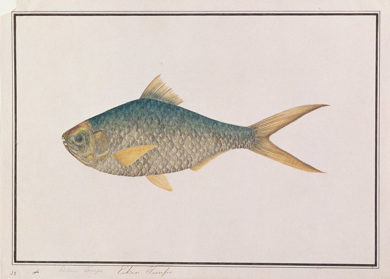 Shad, aus Zeichnungen von Fischen aus Malakka, ca. 1805-18 von Chinese School