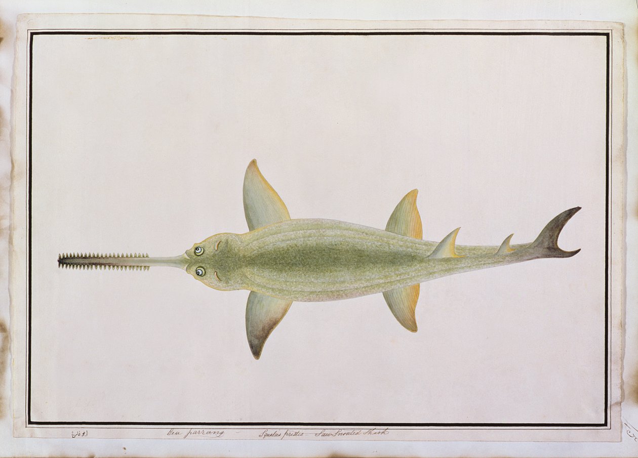 Schwertschnauzenhai, Eeu parrang, Squalus poristis, aus Zeichnungen von Fischen von Malakka, ca. 1805-18 von Chinese School