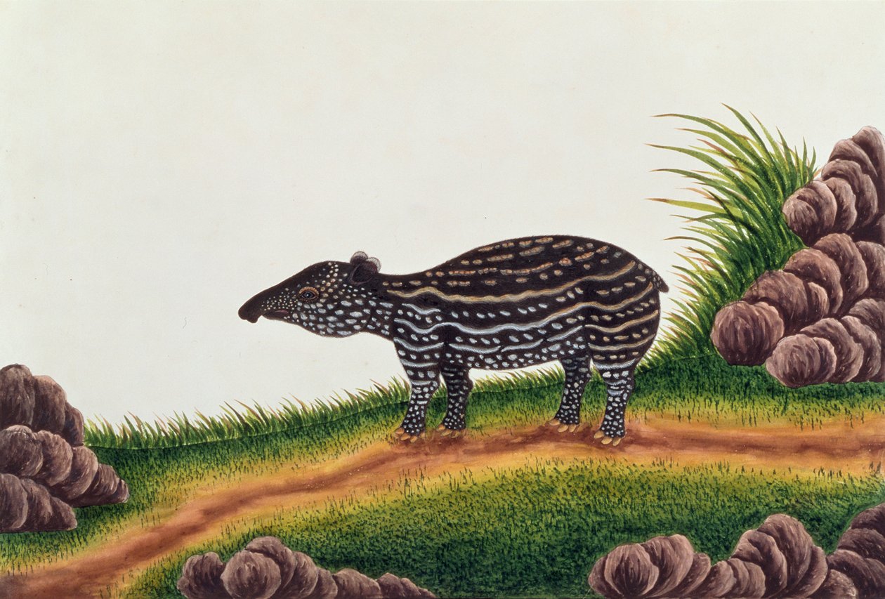 Junger Tapir aus Malakka, aus Zeichnungen von Tieren, Insekten und Reptilien aus Malakka, ca. 1805-18 von Chinese School