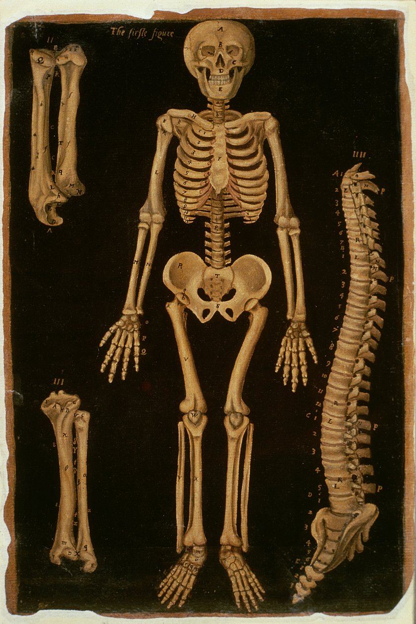 Ms Hunter 364 Tafel II Dissektion, aus Anatomische Tafeln, von John Banister (1540-1610) von English School