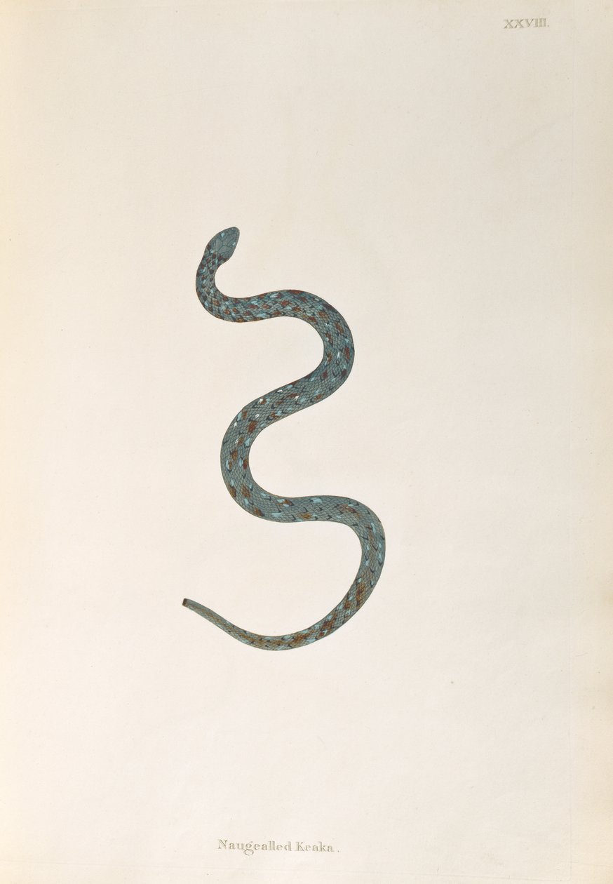 Naugealled Keaka Schlange aus Ein Bericht über indische Schlangen gesammelt von der Küste von Coromandel von Patrick Russell, London, 1796 von English School
