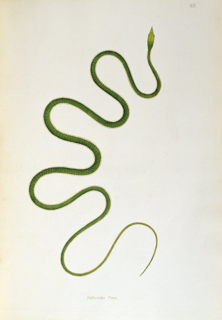 Pafseriki Pam Schlange aus Ein Bericht über indische Schlangen gesammelt von der Küste von Coromandel von Patrick Russell, London, 1796 von English School