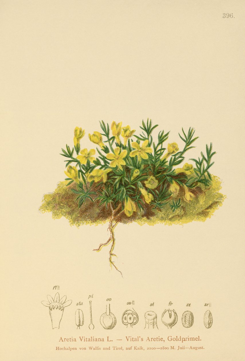 Goldene Primel (Primula vitaliana, Aretia Vitaliana, Vitaliana primuliflora) von German School