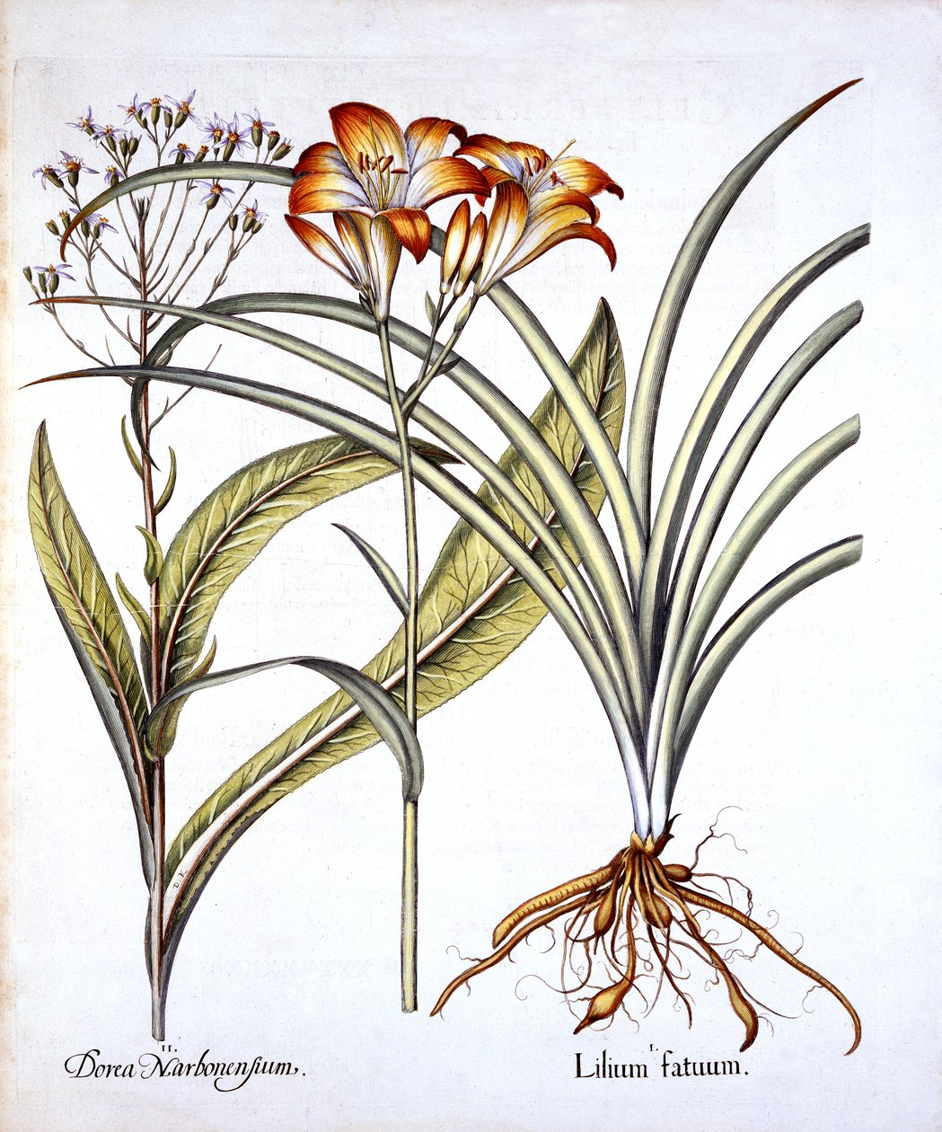 Rot-gelbe Taglilie und Greiskraut, aus Hortus Eystettensis, von Basil Besler, 1613 von German School