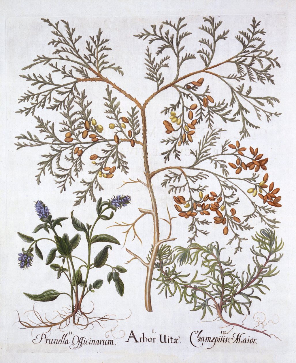 Weiße Zeder, Braunelle und Gelber Günsel, aus Hortus Eystettensis, von Basil Besler, 1613 von German School