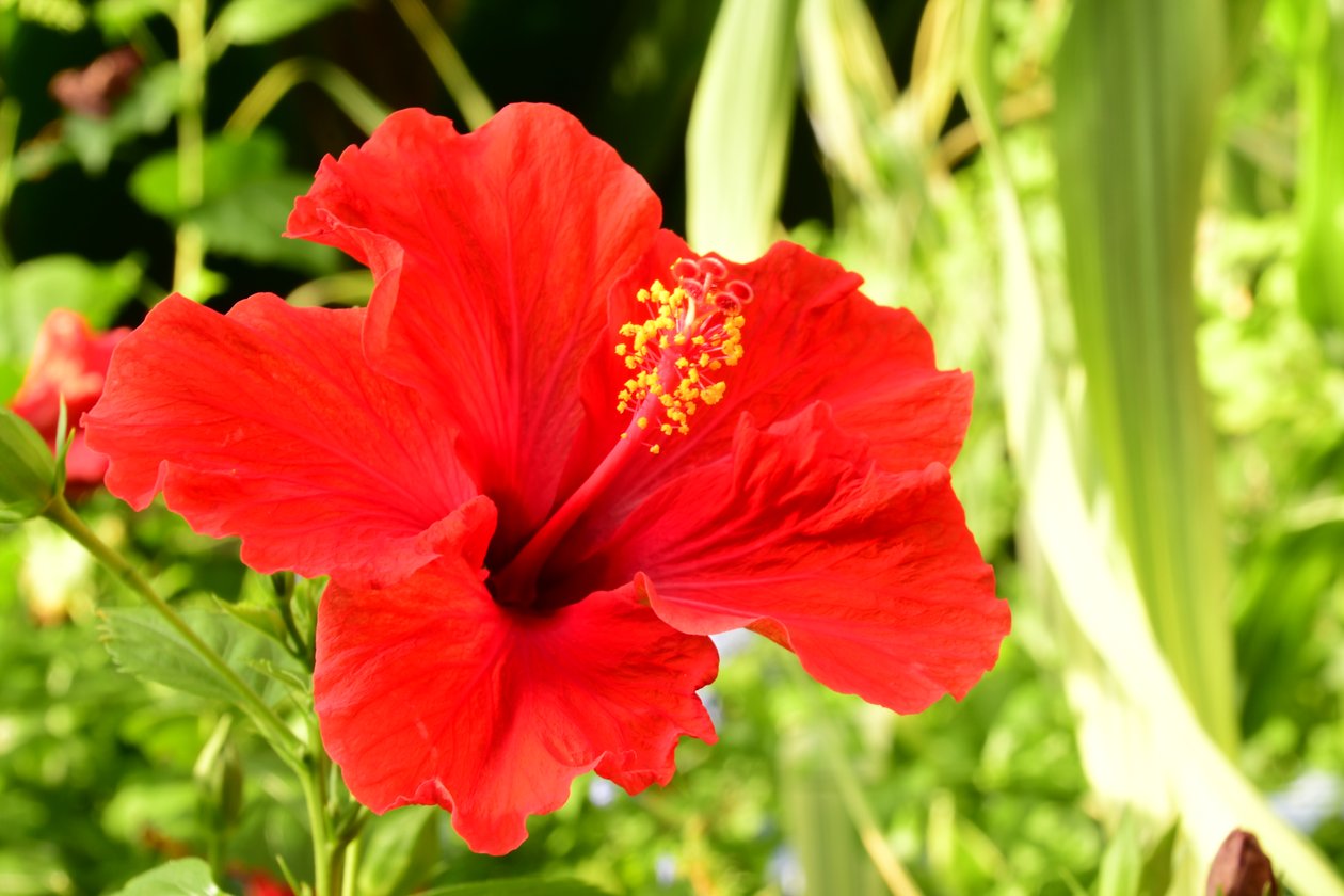 Gefangene Rosen vor weichem natürlichem und künstlerischem Hintergrund. von Albert Mansour