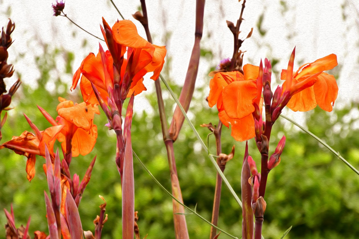 Blumenfeinmalerei im Ölmalstil von Albert Mansour