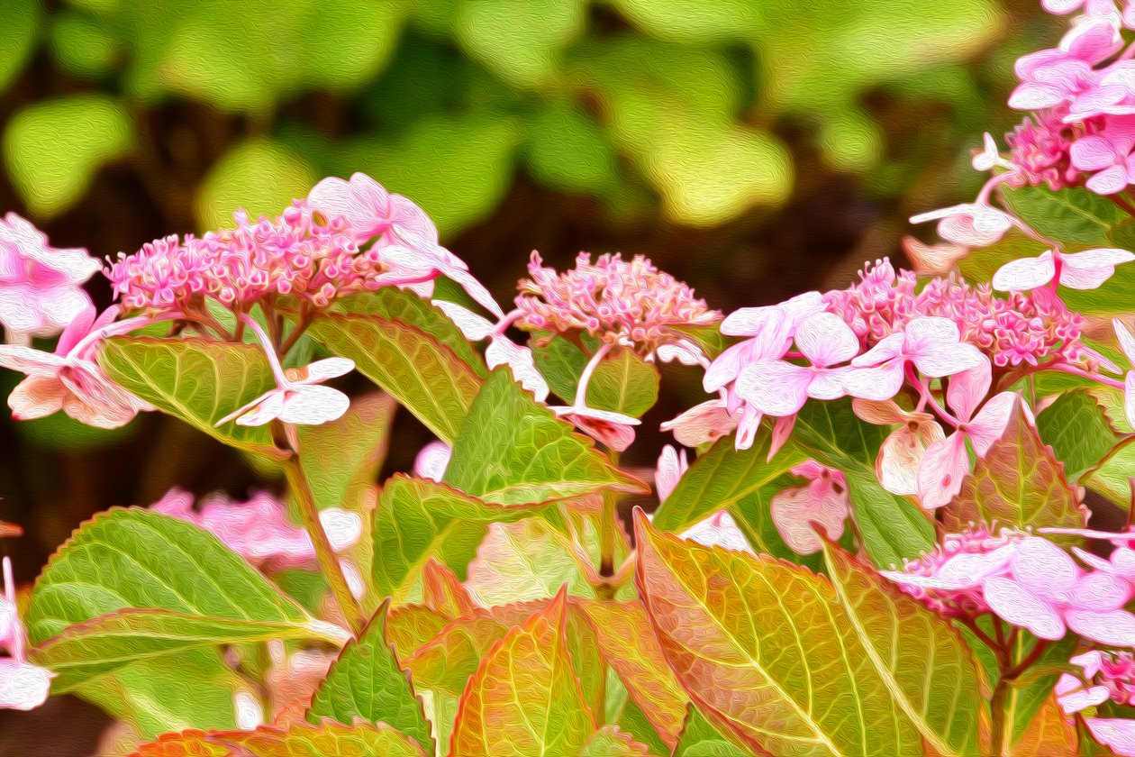 Blumenfeinmalerei im Ölmalstil von Albert Mansour