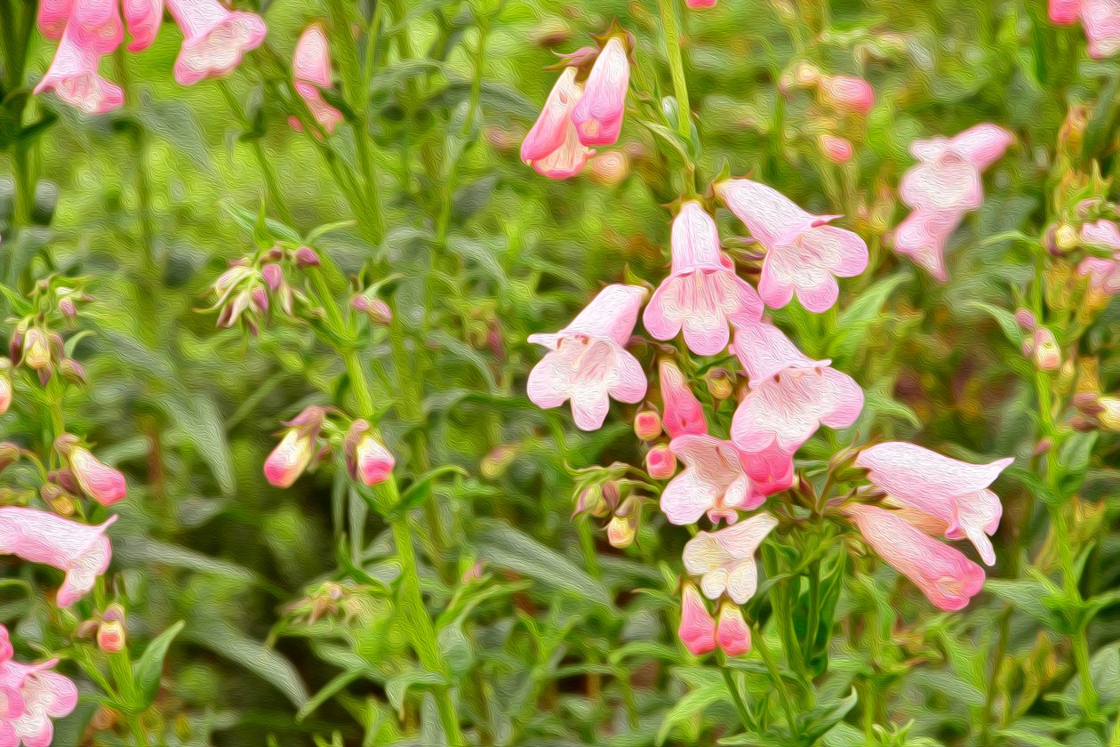 Blumenfeinmalerei im Ölmalstil von Albert Mansour
