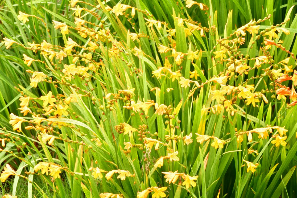 Blumenfeinkunst im Ölmalstil von Albert Mansour