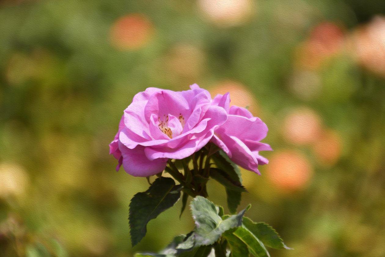 Florale Kunst von Albert Mansour