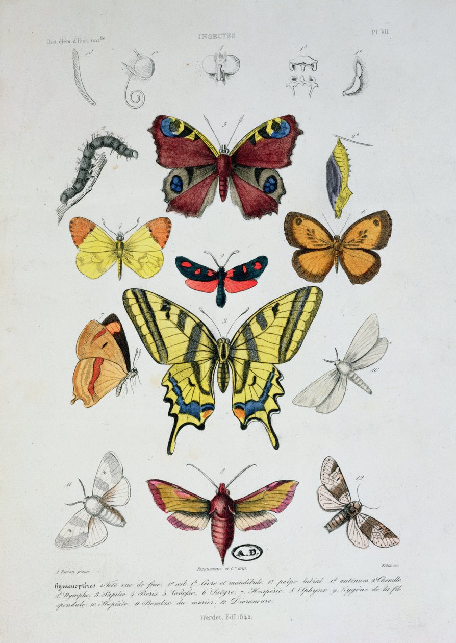 Verschiedene Schmetterlinge, aus Dictionnaire Elementaire d