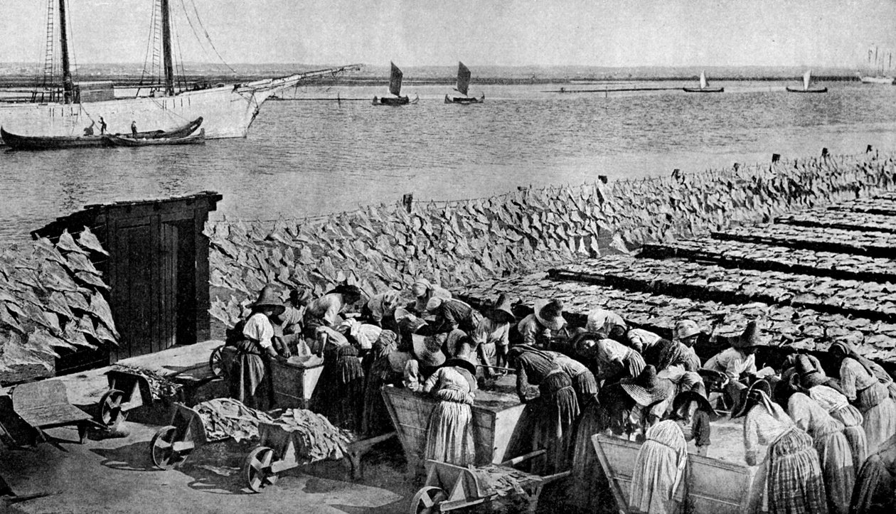 Mengen von Kabeljau, die in der Sonne bei Aveiro am Mündung des Vouga, Portugal, ca. 1930er Jahre, trocknen von A. W. Cutler