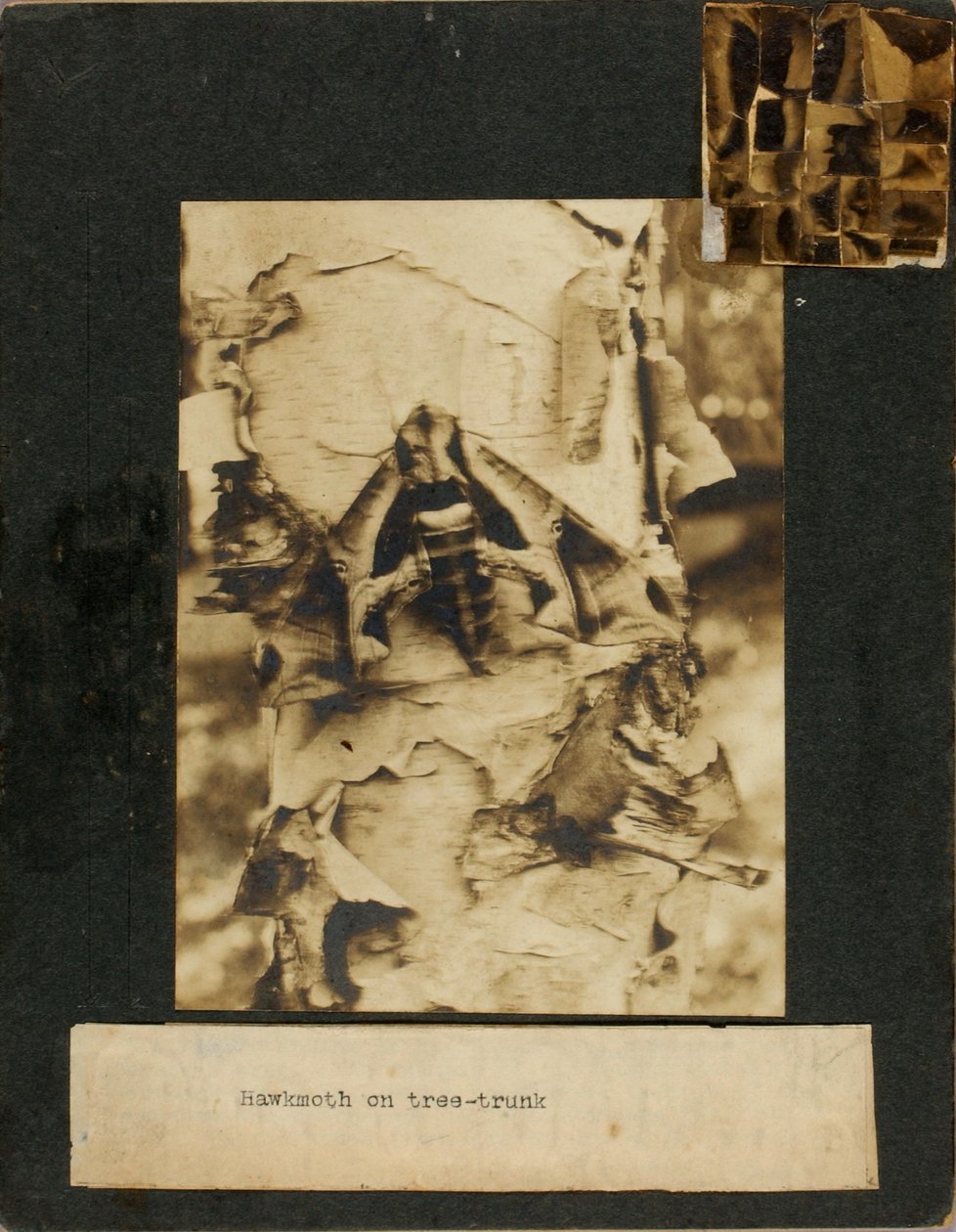 Falkenfalter auf Baumstamm, Studienmappe für das Buch Tarnfarben im Tierreich von Abbott Handerson Thayer