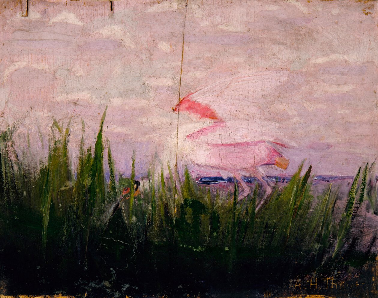 Rosalöffler, Studie für das Buch Tarnfarbe im Tierreich von Abbott Handerson Thayer