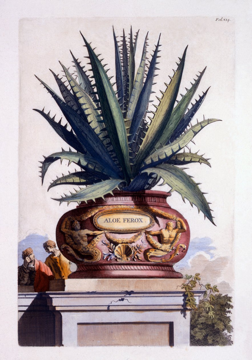 Aloe Ferox, aus 