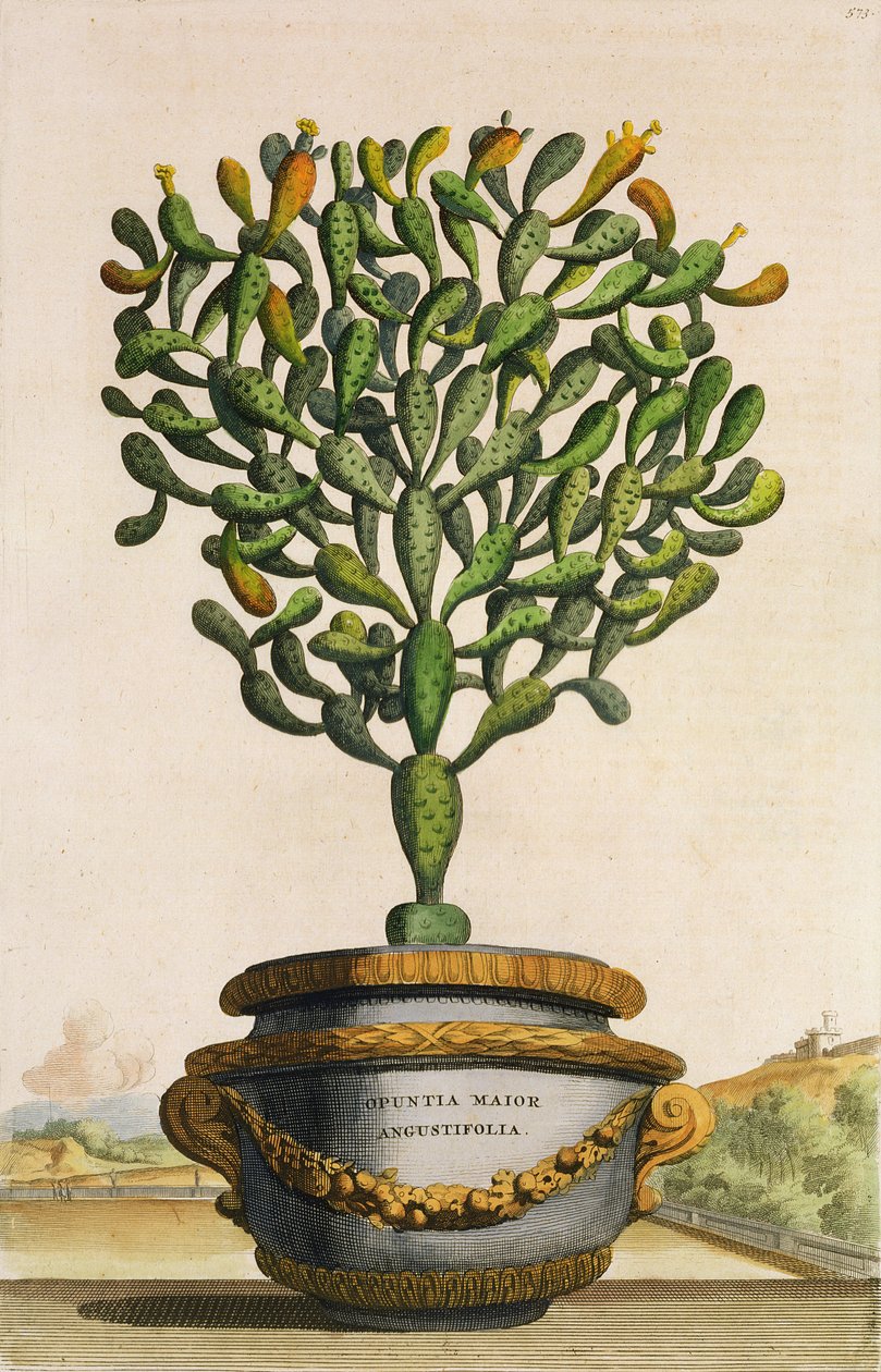 Opuntia Maior Augustifolia, aus Phytographia Curiosa, veröffentlicht 1702 von Abraham Munting