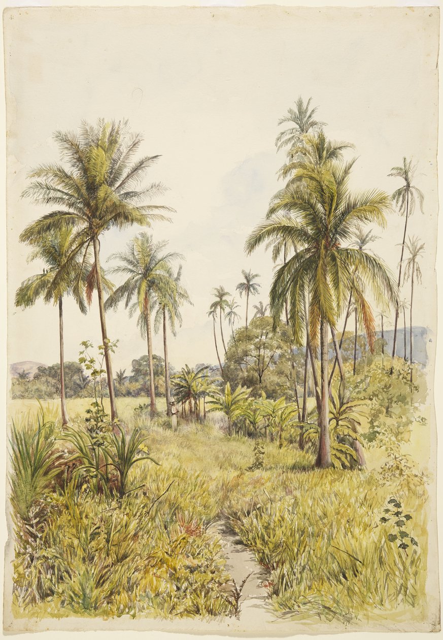 Palmen, Colima von Adela Breton
