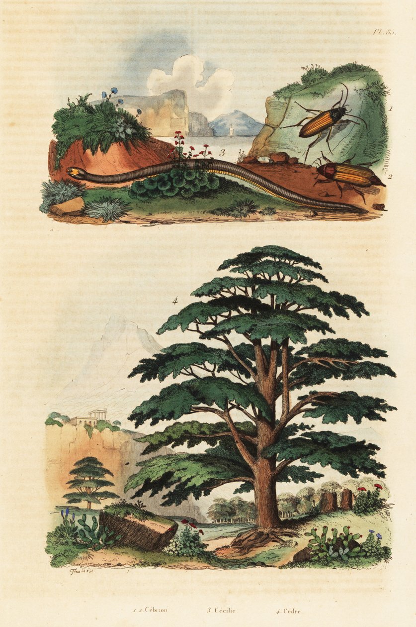 Libanon-Zeder, Zweilinien-Blindwühle und Schnellkäfer von Adolph (after) Fries