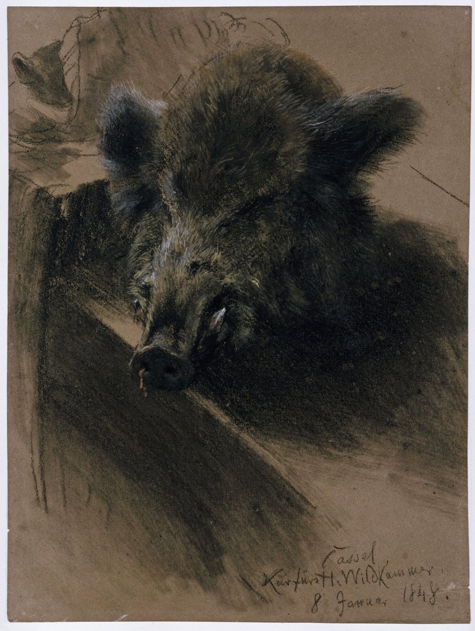 Der Kopf eines Wildschweins in der kurfürstlichen Wildkammer in Kassel von Adolph Menzel