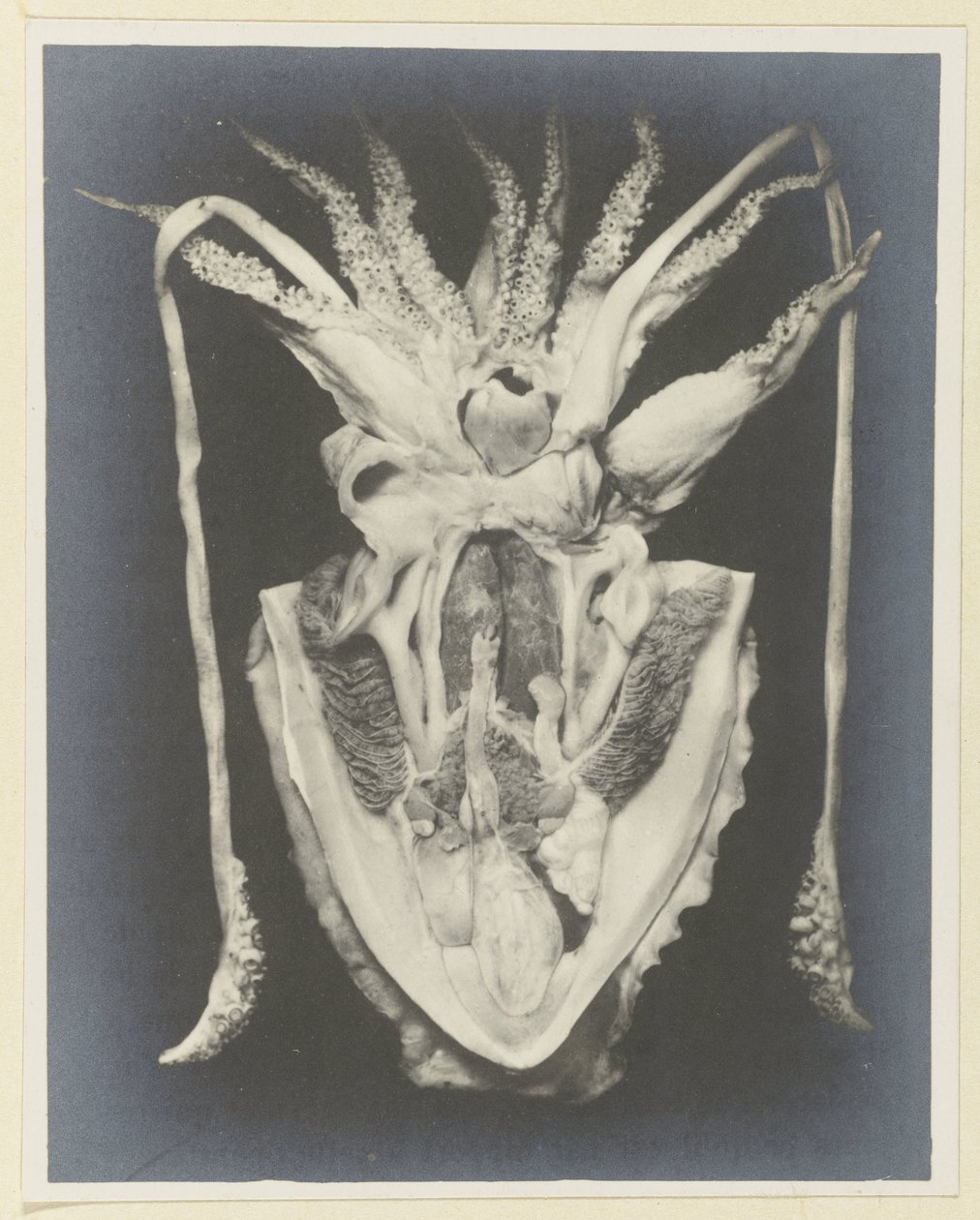 Anatomie eines Tintenfischs von Adolphe Louis Donnadieu