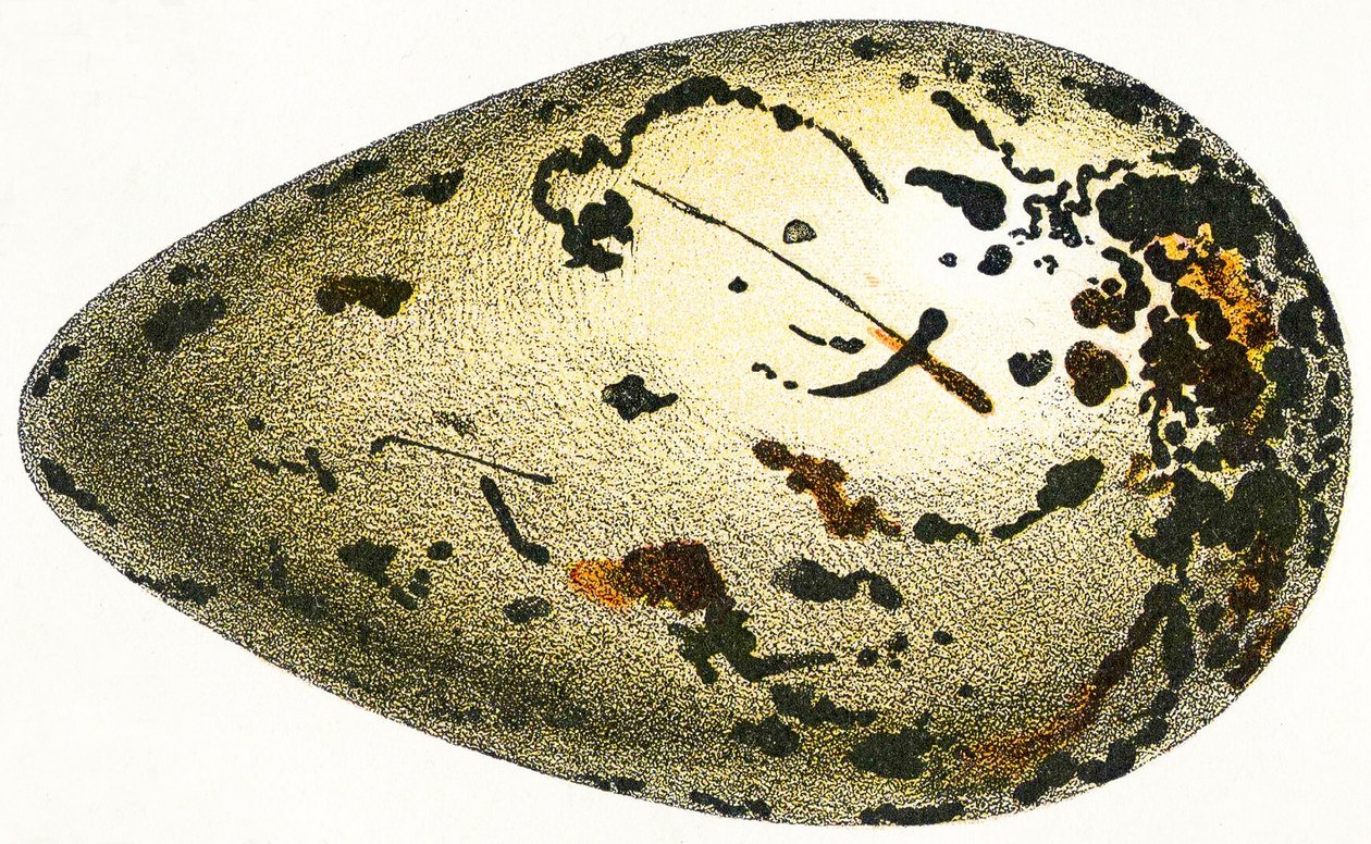 Ei eines Riesenalks, 1923 von Adolphe Philippe Millot