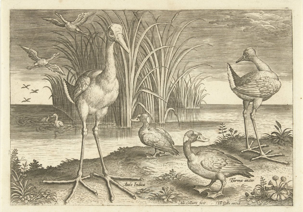 Einige Wasservögel an einem Ufer von Adriaen Collaert