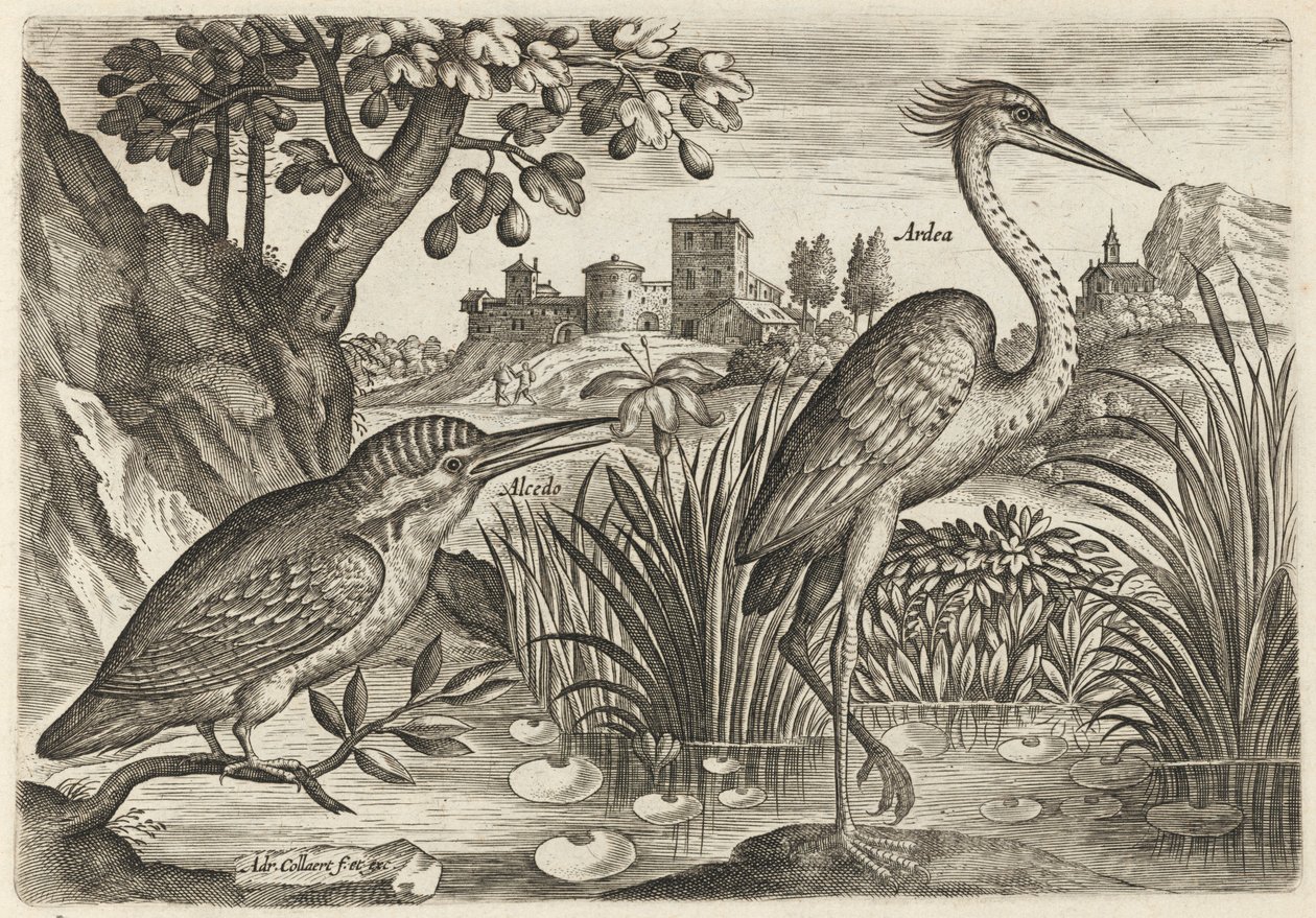 Eisvogel und Graureiher von Adriaen Collaert