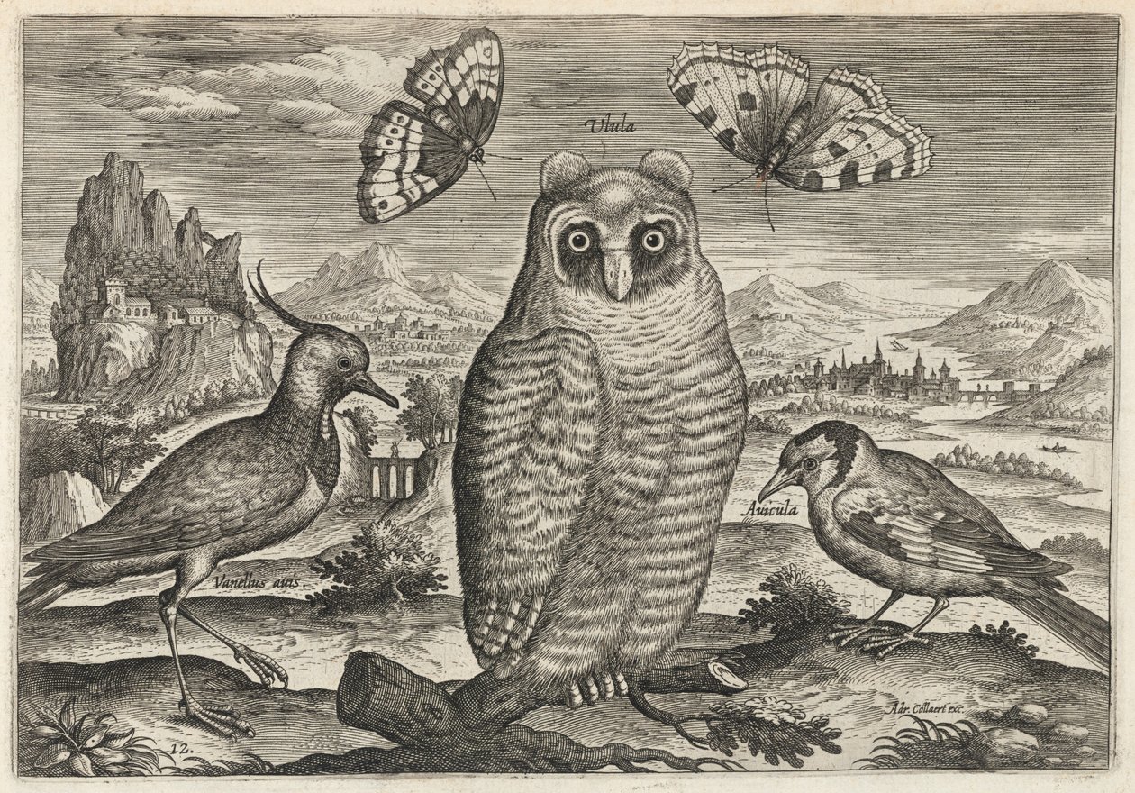 Kiebitz, Waldohreule und Stieglitz von Adriaen Collaert